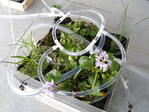  Managed Flow Echo Systems , 2005, site-specific installation, Turchin Center for the Arts, ASU, North Carolina, water, plastic tubing, pumps, containers found on site, aquatic plants, PVC pipe, electrical cords, mirror, sink found on site, dimensions vary
commission