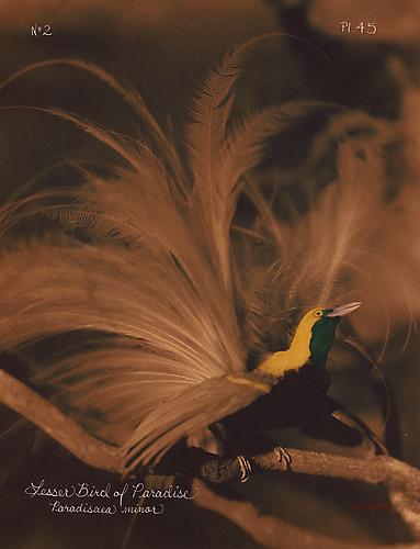 Lesser Bird of Paradise 
2005
toned cyanotype with hand coloring