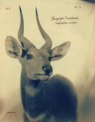 Limpopo Bushbuck
2005
toned cyanotype with hand coloring