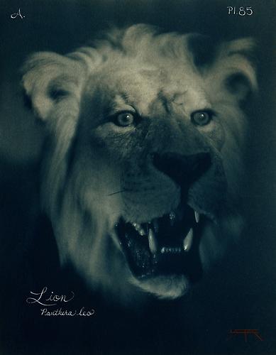 Lion
2007
toned cyanotype with hand coloring