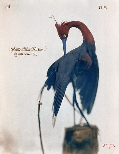 Little Blue Heron 
2007
toned cyanotype with hand coloring