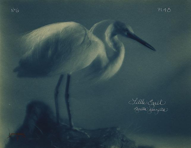 Little Egret
2005
toned cyanotype with hand coloring