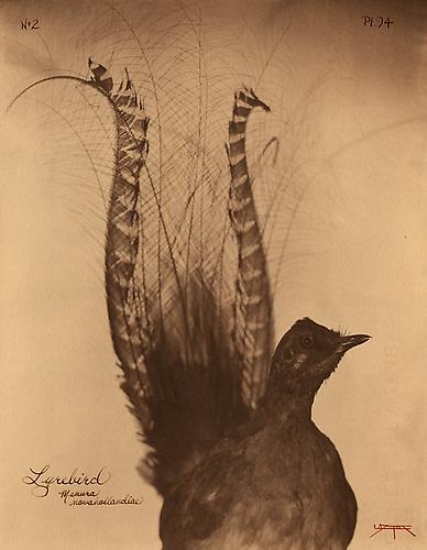 Lyrebird 
2007
toned cyanotype with hand coloring