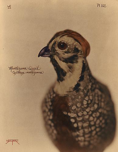 Montezuma Quail
2010
toned cyanotype with hand coloring