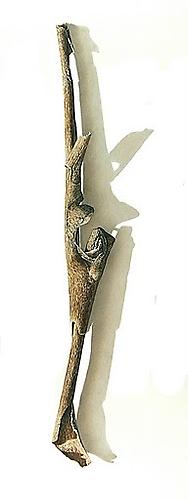 Sycamore Series #3, 2003
Colored pencil on paper
24 1/2 x 9 3/4 inches