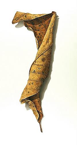 Rusted Leaf Series#4, 2006
Colored pencil on paper
21 x 12 1/4 inches