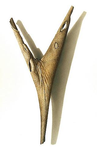 Sycamore Series #1, 2003
Colored pencil on paper
24 3/4 x 16 1/8 inches