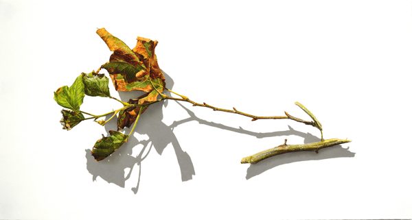 Sycamore Branches Series # 5, 2013
Colored pencil on paper
16 x 30 inches