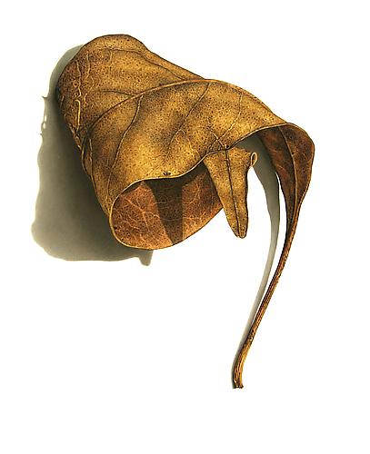 Rusted Leaf Series #3, 2006
Colored pencil on paper
19 1/8 x 15 1/4 inches