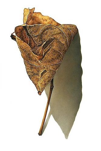 Rusted Leaf Series #1, 2006
Colored pencil on paper
28 x 22 inches