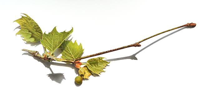 Sycamore Branches Series #3, 2012
Colored pencil on paper
15 3/4 x 33 1/5 inches