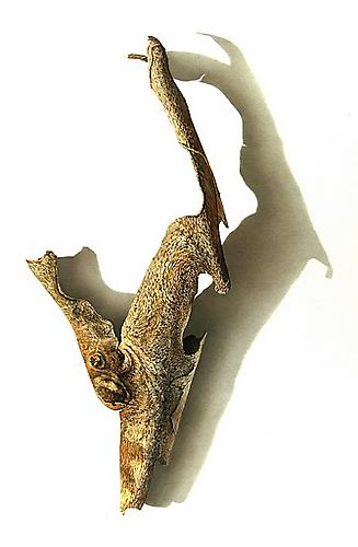 Sycamore Series #5, 2003
Colored pencil on paper
22 3/4 x 16 inches