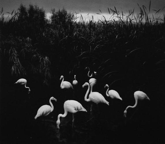 Mt. Etio, Namibia
2005
gelatin silver print