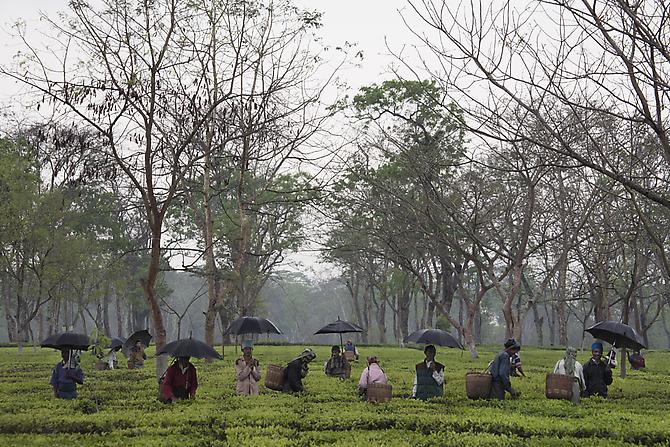 Nagaland Tea Plantation, 2008
Archival pigment print
Edition of 10
20 x 30 inches