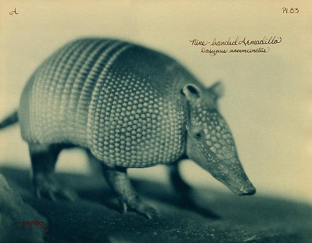 Nine-Banded Armadillo 
2007
toned cyanotype with hand coloring
