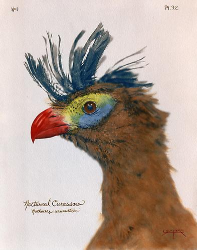 Nocturnal Curassow 
2007
toned cyanotype with hand coloring