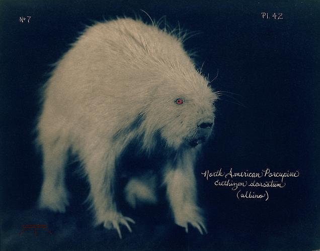 North American Porcupine 
2005
toned cyanotype with hand coloring