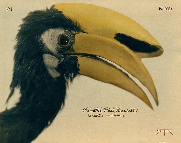 Oriental Pied Hornbill 
2007
toned cyanotype with hand coloring