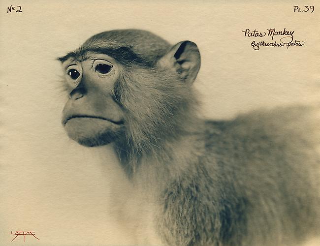 Patas Monkey 
2003
toned cyanotype with hand coloring