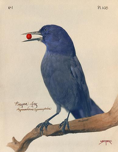 Pinyon Jay
2010
toned cyanotype with hand coloring