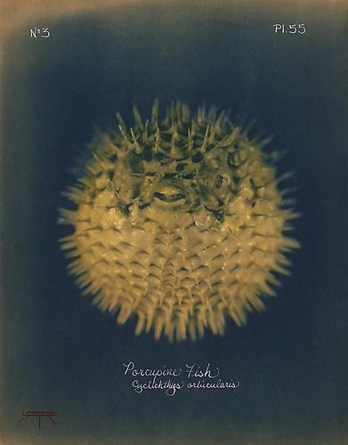 Porcupine Fish 
2005
toned cyanotype with hand coloring