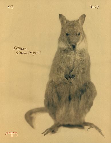 Potoroo
2005
toned cyanotype with hand coloring