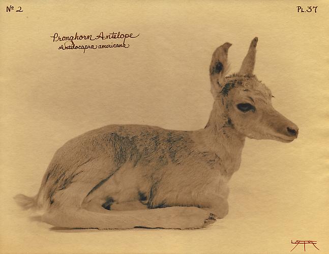 Pronghorn Antelope 
2003
toned cyanotype with hand coloring