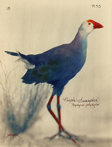 Purple Swamp hen 
2005
toned cyanotype with hand coloring