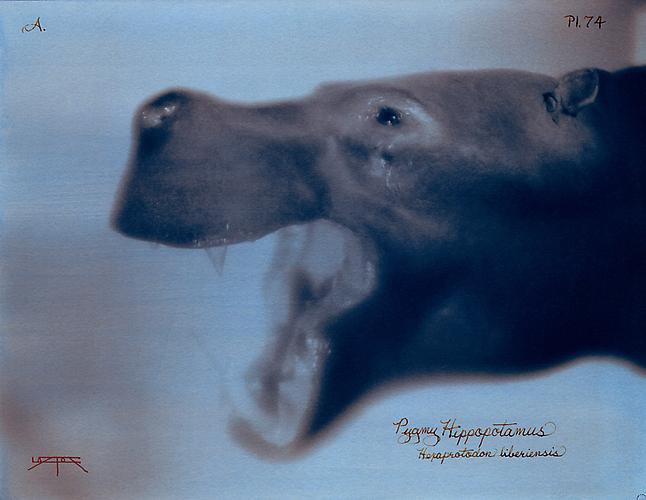 Pigmy Hippopotamus 
2007
toned cyanotype with hand coloring