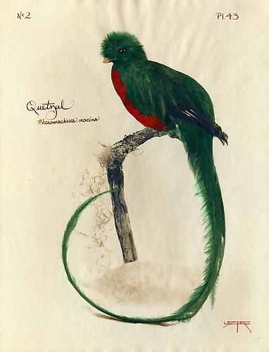 Quetzal 
2003
toned cyanotype with hand coloring