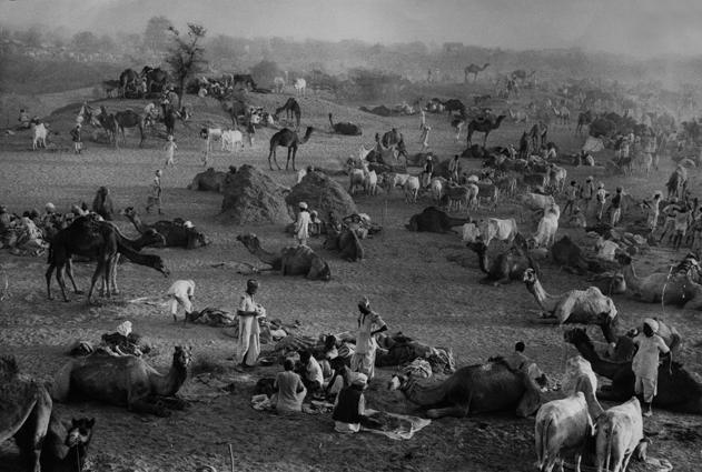 Camel’s market, Nagaur, Rajasthan, India 
1956
Silver Gelatin Print