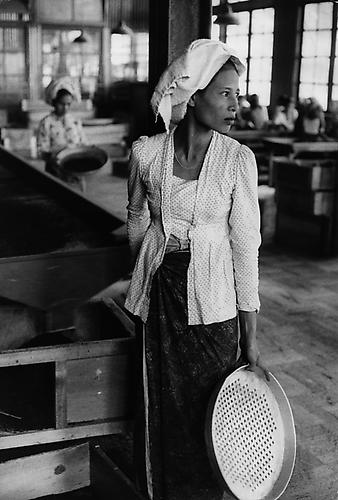 Tea worker, Indonesia 
1957
Silver Gelatin Print