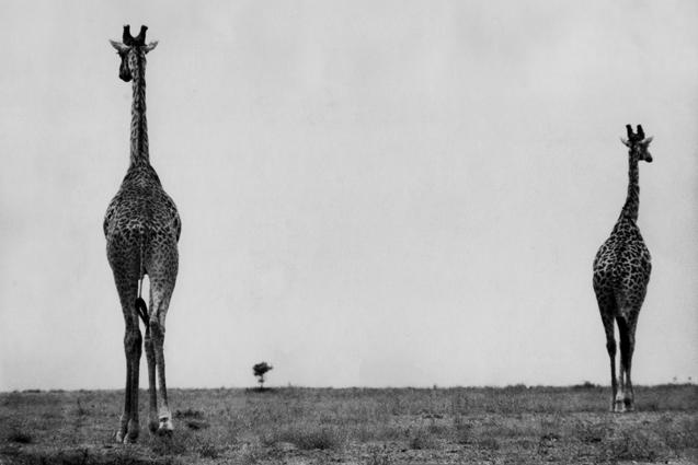 Kenya 
1961
Silver Gelatin Print