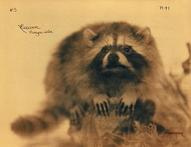 Raccoon
2005
toned cyanotype with hand coloring