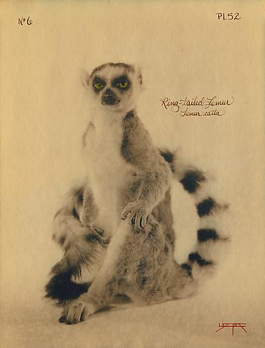 Ring-Tailed Lemur 
2005
toned cyanotype with hand coloring