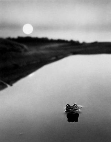 Ristisaari, Finland [frog in water]
1974
gelatin silver print