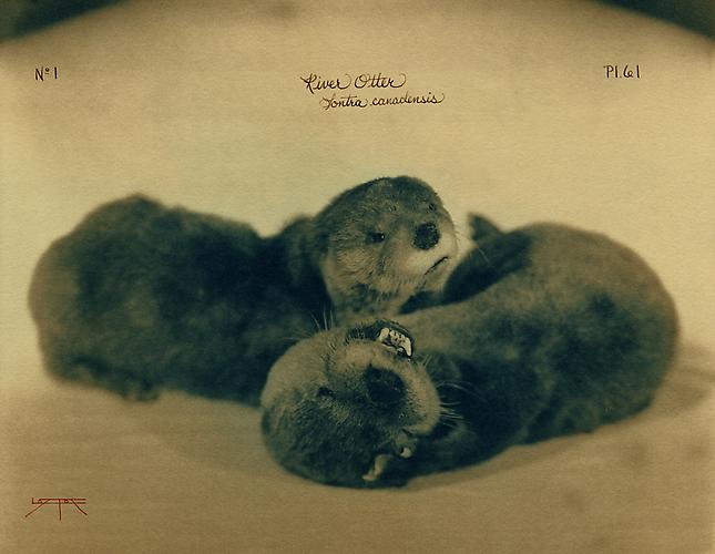 River Otter
2005
toned cyanotype with hand coloring