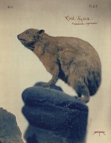 Rock Hyrax 
2005
toned cyanotype with hand coloring