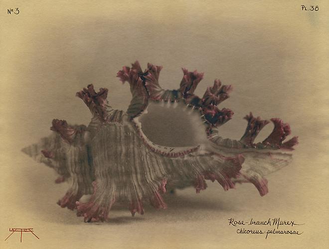 Rose-Branch Murex 
2003
toned cyanotype with hand coloring