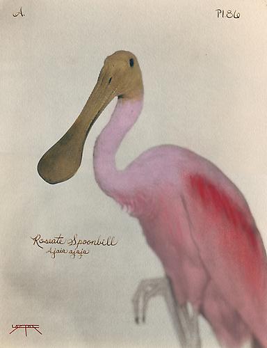 Roseate Spoonbill 
2007
toned cyanotype with hand coloring
