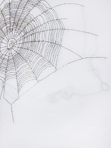 Spider Web, 2011
Glass beads and thread on vellum
21" x 27"