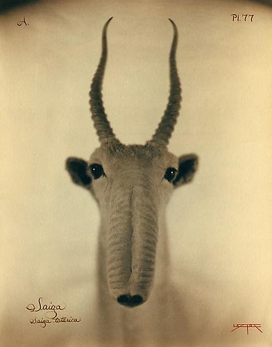Saiga
2007
toned cyanotype with hand coloring