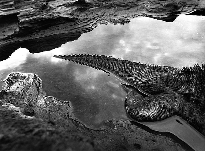 Marine Iguana, Galapagos [tail]
2004
gelatin silver print