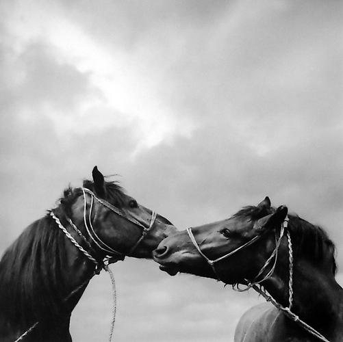 Untitled [horses]
gelatin silver print