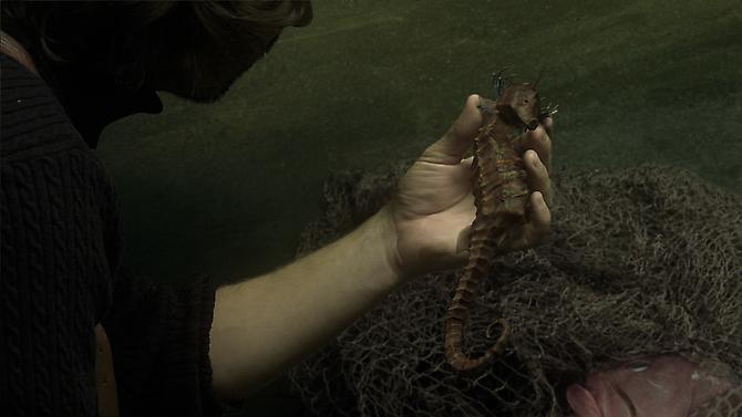 Beneath the Sea, 2011
film still
