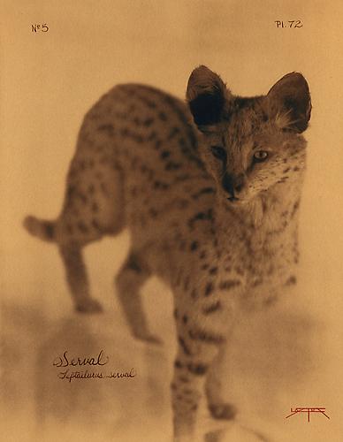 Serval 
2005
toned cyanotype with hand coloring