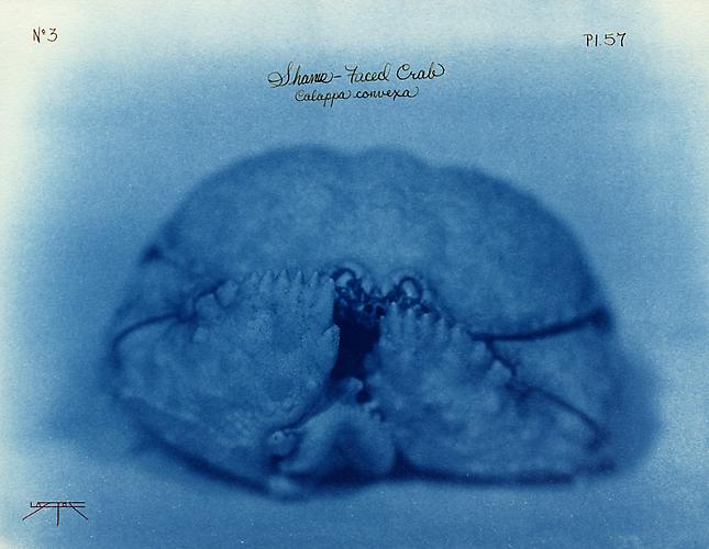 Shame-Faced Crab
2005
toned cyanotype with hand coloring