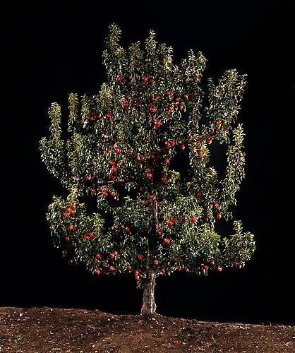  Shezif (Plum) , 2010
C-Print
58.75 x 48.5 inches
Edition of 6