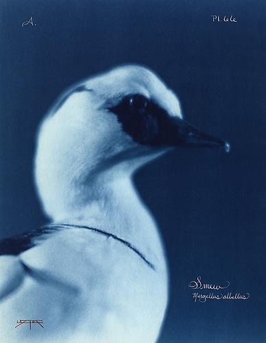 Smew 
2005
toned cyanotype with hand coloring