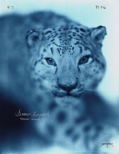 Snow Leopard 
2005
toned cyanotype with hand coloring
